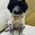 Griffondoodle Puppies 5 thumbnail