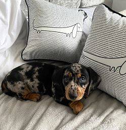 Gorgeous dachshunds 1