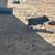 Piglets and sheep 1 thumbnail