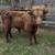 Highland bull calf 1 thumbnail