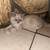 Persian and Siamese mix 2 thumbnail
