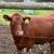 Bred red angus heifer 2 thumbnail