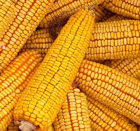 Ear Corn 1