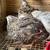 Coturnix Quail 2 thumbnail