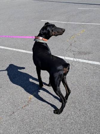 Dobermans need rehomed. M&F63673422431617120