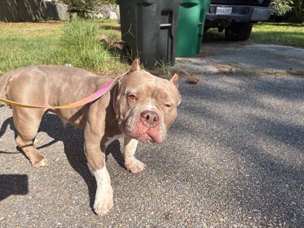 Pocket bully63988255359490121