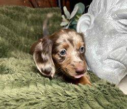 Lovely dachshund pups 1