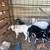 Baby goats 2 thumbnail