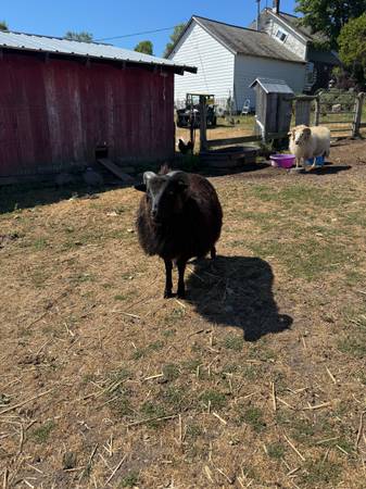 Icelandic Ram 1