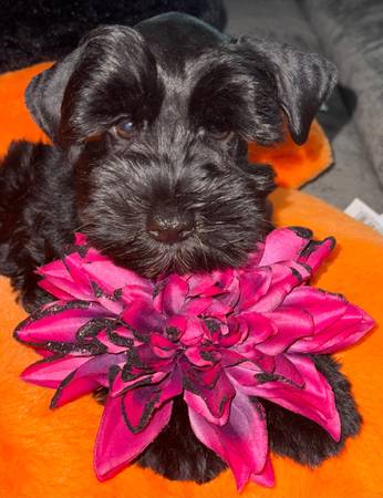 ??schnauzer girl ??63678139211777122