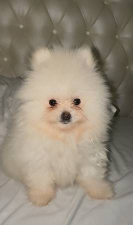 Teddy bear pomeranian 1