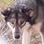 Siberian husky wolf 8 thumbnail