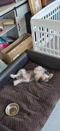 Mini Schnauzer (Ocala)63861890347267120