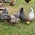 Farm Fresh Eggs 2 thumbnail
