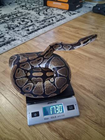 Ball Python 1