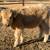 Mini Cattle /// Mini Donkeys /// Mini Horses 6 thumbnail