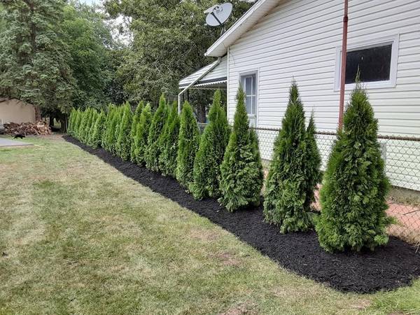 Do you Desire Privacy,, Go Green , special arborvitae sale 1