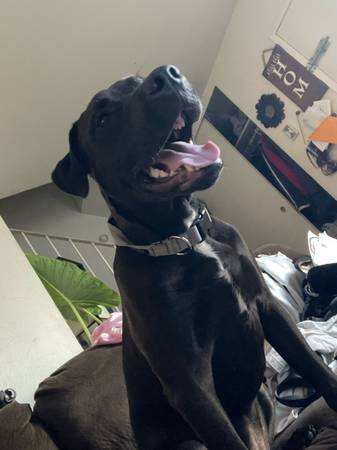 Chocolate lab (Thousand oaks)63952982875522122