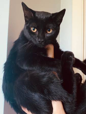 5 Month Old Cats Needing a Home (Ormond Beach)63824691364353122