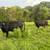 Bred fall cows 6 thumbnail