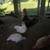 Bantam chickens 5 thumbnail