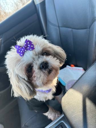 2 Shih Tzu 1 Yorkie63924992695939120