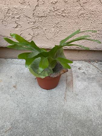 Staghorn Superbum 1