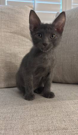Sweet playful kittens for free, need home ASAP!!!! (Hanford)63695922239873122