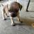Pug/Dapple Chiweeni mix  OBO/OMO 1 thumbnail