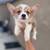 Corgi for Rehoming 2 thumbnail