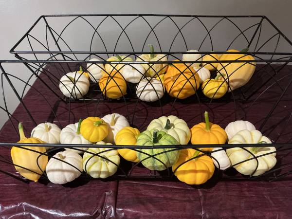 PUMPKINS—-mini 1