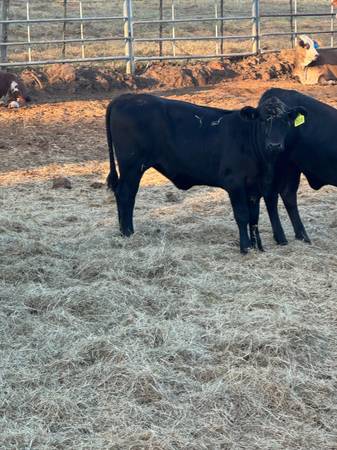 Brangus heifers 1