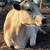 Bred White park cow 5 thumbnail
