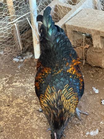 Handsome Rooster with extra toes (Free to good home) (Mulino)63842371833601122
