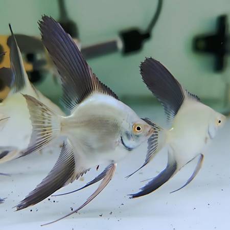 Bulgarian angelfish juveniles limied 1