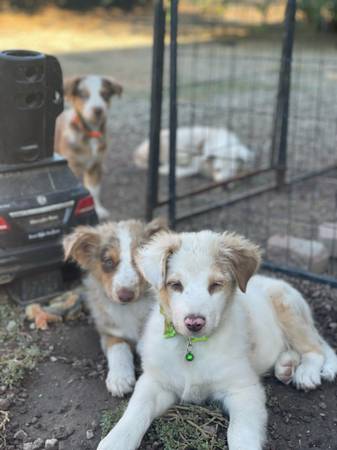 Australian sheperd (Escondido)63870037435523120