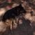 Immediate rehoming Male German Shepherd 12 thumbnail