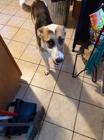 cruce de treeing walker coonhound y husky (Des Moines)63671554580099122