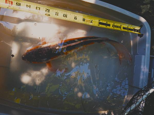 Imported Butterfly Koi Asagi - $250 (Staten Island)63471365416065122