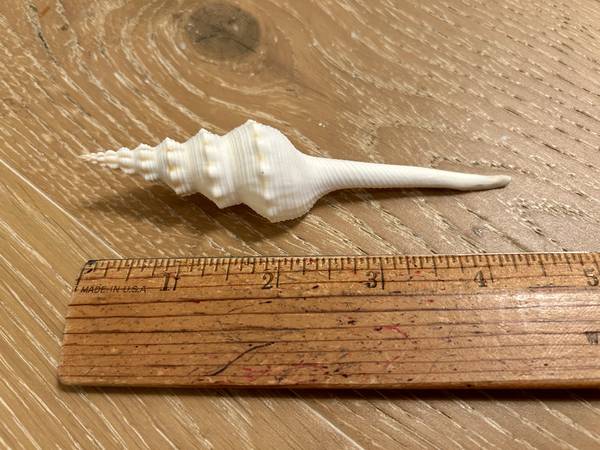 Distaff Spindel Shell -$3 1