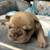 Frenchie pups 8 thumbnail