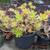Jade plants, Xmas cactus, aloe vera, lily, succulents 1 thumbnail