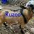 Goat herd sellout-Nigerian Dwarf, 1 mini alpine 12 thumbnail