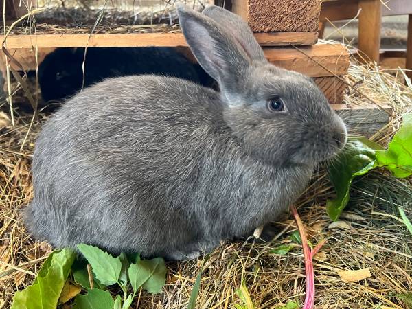 Rabbits - Silver Fox 1