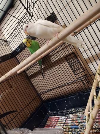 Periquitos (Seattle)64840148356097121