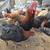 French Black Copper Marans Roosters 4 thumbnail