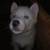 Siberian Husky 2 thumbnail