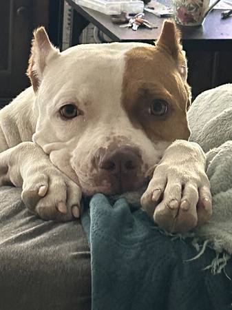 Rehoming the sweetest pitty in the world (Las Vegas)63907299129603120