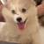Pomsky Puppy Rehoming 7 thumbnail