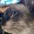 Siamese Cat - Male 3 years old 5 thumbnail